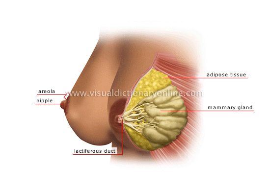 breast